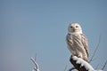 A snowy owl perched on a bare tree