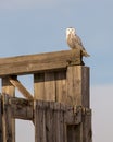 Snowy Owl perched on barn in Winter Royalty Free Stock Photo