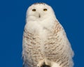 Snowy Owl Perched