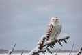 A snowy owl perched on a snow-covered branch Royalty Free Stock Photo