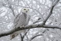 A snowy owl is perched stoically on a tree branch, showcasing its majestic white feathers against the wintry backdrop, A snowy owl Royalty Free Stock Photo