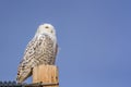 Snowy Owl perched on a teephone pole