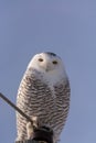 Snowy Owl Perched up high Royalty Free Stock Photo