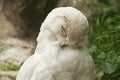 Snowy Owl