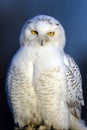 Snowy Owl Royalty Free Stock Photo