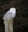Snowy Owl On A Post