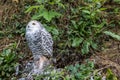 Snowy owl with prey