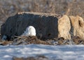 A snowy owl enjoys the sun in January Royalty Free Stock Photo