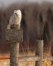 Snowy Owl on Rural Fence in Winter