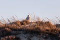 Snowy Owl on a sand dune at sunset Royalty Free Stock Photo