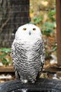 Snowy owl sits without bars in the nursery Royalty Free Stock Photo