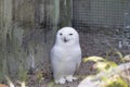 Snowy owl sits on the ground looking straight into the camera