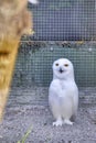 Snowy owl sits on the ground looking straight into the camera
