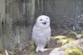 Snowy owl sits on the ground looking straight into the camera