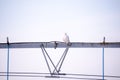 Snowy owl sits perched on farm equipment on an overcast day