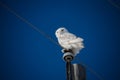 Snowy owl sits perched on a power line post looking for food