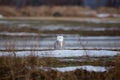 Snowy Owl sitting in the field Royalty Free Stock Photo