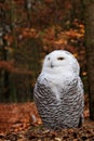 Snowy owl sitting on the ground in a forest Royalty Free Stock Photo