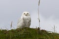 Snowy owl is sitting on a hummock tundra summer