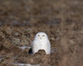 A snowy owl sitting in an open field. Royalty Free Stock Photo