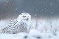 Snowy owl sitting on the plain .Generative Ai Royalty Free Stock Photo