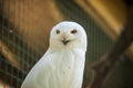 Snowy owl sitting quietly looking out in zoo Royalty Free Stock Photo