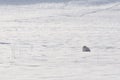 Snowy owl sitting on the snow Royalty Free Stock Photo