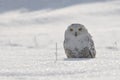 Snowy owl sitting on the snow Royalty Free Stock Photo