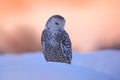 Snowy Owl Sitting On The Snow In The Habitat. Cold Winter With White Bird. Wildlife Scene From Nature, Manitoba, Canada. Owl On