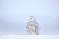 Snowy Owl Sitting On The Snow In The Habitat. Cold Winter With White Bird. Wildlife Scene From Nature, Manitoba, Canada. Owl On