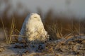 Snowy Owl Royalty Free Stock Photo