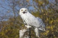 Snowy Owl Royalty Free Stock Photo