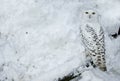 Snowy Owl in Snow Royalty Free Stock Photo