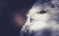 Snowy owl Royalty Free Stock Photo