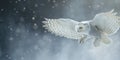 Snowy Owl Soaring. Snowy Owl in flight 01