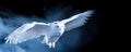 Snowy Owl Soaring. Snowy Owl in flight 09