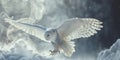 Snowy Owl Soaring. Snowy Owl in flight 02