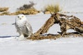 The snowy owl is a species of bird in the Strigidae family.