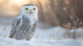 Snowy owl standing alertly on a plain background, vigilantly observing for potential prey Royalty Free Stock Photo