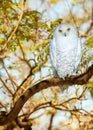 Snowy owl in summer time Royalty Free Stock Photo