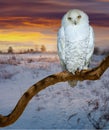 Snowy owl in sunrise tim Royalty Free Stock Photo