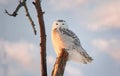 Snowy owl during sunset Royalty Free Stock Photo
