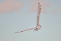 Snowy Owl at sunset Royalty Free Stock Photo