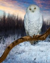 Snowy Owl during sunset Royalty Free Stock Photo