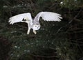 Snowy Owl Taking Flight Royalty Free Stock Photo