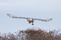 Snowy Owl Taking Flight Royalty Free Stock Photo