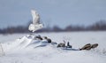 Snowy owl taking flight to hunt over a snow covered field in Ottawa, Canada Royalty Free Stock Photo