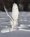 A Snowy owl taking off flying low hunting over an open sunny snowy cornfield in Ottawa, Canada Royalty Free Stock Photo