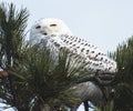 Snowy owl in tree Royalty Free Stock Photo