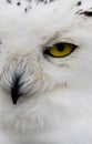 Snowy Owl up Close